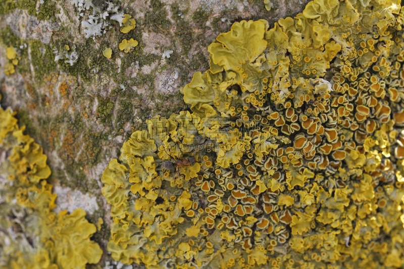 苔藓,蕈状乳头,乳突,蘑菇珊瑚,生态保护区,水平画幅,纹理效果,人的嘴,科学,夏天