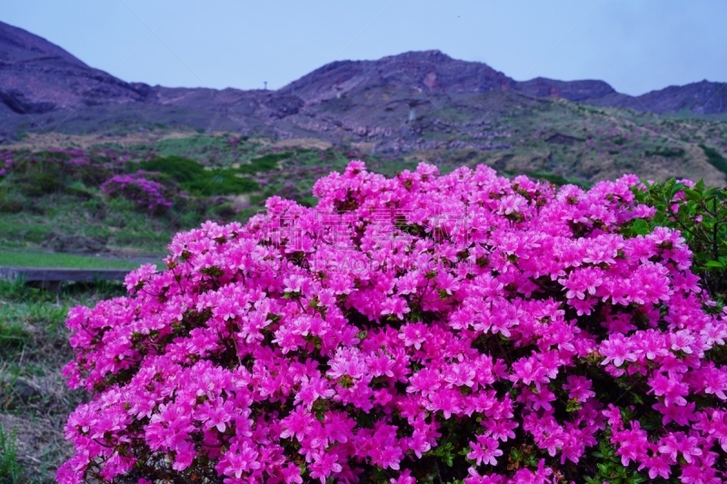 山,美山,非都市风光,田园风光,地形,火山地形,户外,春天,粉色