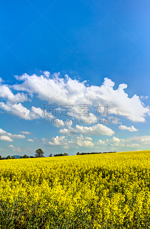田地,油菜花,黄色,垂直画幅,天空,山,能源,无人,夏天,户外