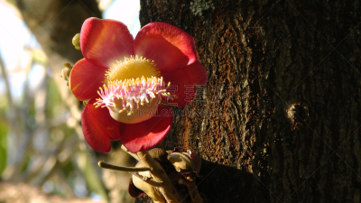 Blüte vom Kanonenkugelbaum
