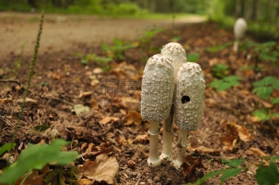 真菌,bialowieza forest,森林,动物躯干,波兰,青春期,食品,笔帽状蘑菇,证章,不健康食物