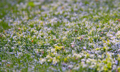 草,幼小动物,草原,水平画幅,雪,无人,苔藓,户外,特写,彩色图片