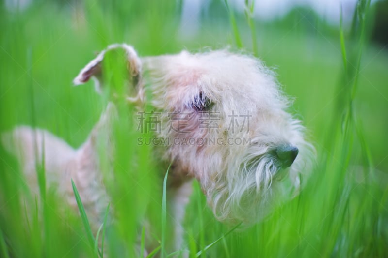 户外,草,狗,lakeland terrier,红色,注视镜头,绿色,公园,水平画幅,智慧