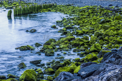 岩石,苔藓,有包装的,海滩,自然,水平画幅,无人,风景,拉普士比奇,户外