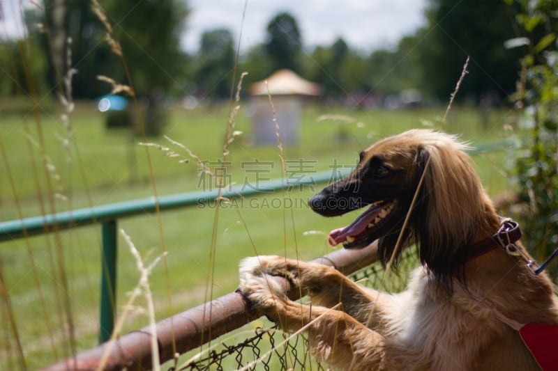 灰猎犬,阿富汗猎犬,可爱的,纯种犬,肖像,狗,哺乳纲,草,头发,动物