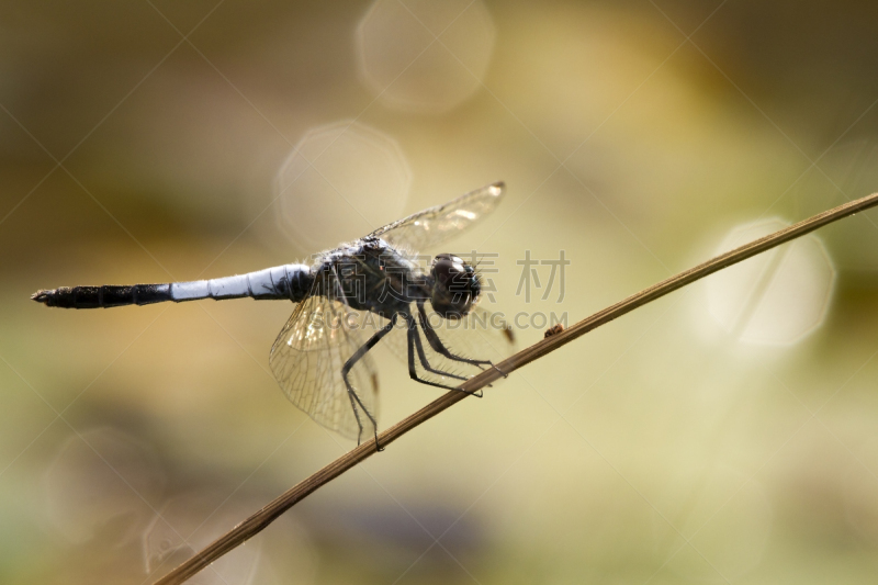 蜻蜓,褐色,雷蒙,豆娘,生物学,背景分离,野生动物,长的,翅膀,自然美