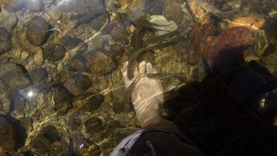 鱼类,婆罗洲岛,danum valley conservation area,瀑布,泰国,动物,河流,户外,雨林