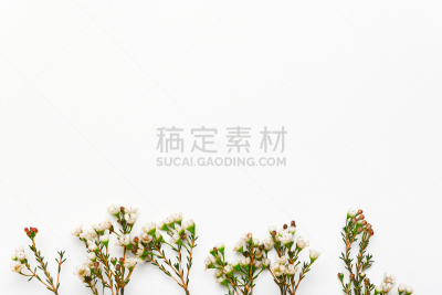 在底端,空的,小的,春天,白色,自然,杰拉尔顿,水平画幅,植物学,留白