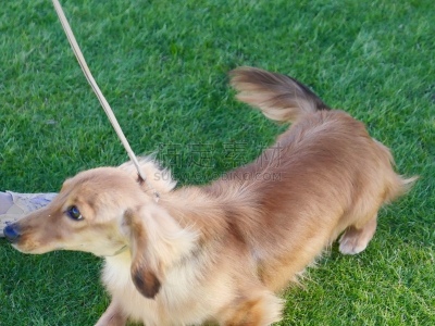 狗,腊肠犬,遛狗师,热狗腿,长的,短的,热狗服饰,受过训练的狗,钢毛德国猎犬,哈巴狗