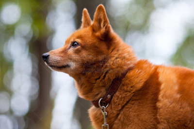 猎犬,芬兰波美拉尼亚丝毛狗,莱卡犬,自然,非都市风光,水平画幅,户外,图像,犬科的,摄影
