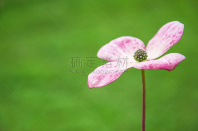 开粉花的山茱萸,绿色背景,柔和,公园,水平画幅,无人,夏天,户外,特写,仅一朵花