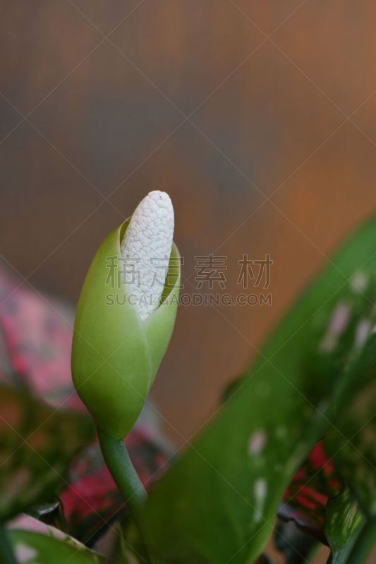 肉穗花序,万年青属,中国常绿植物,清新,泰国,自然美,春天,佛焰苞,植物,亚洲