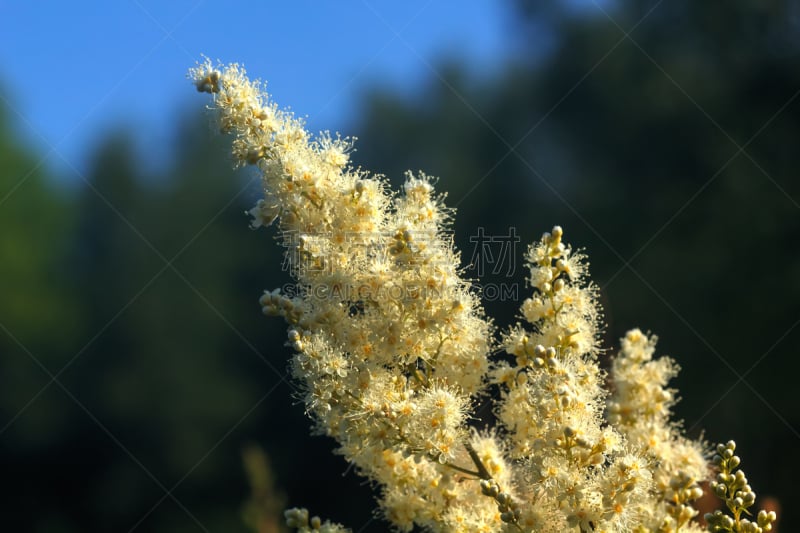 野花,锈线菊属的灌木,美,芳香的,水平画幅,夏天,户外,草,图像,特写