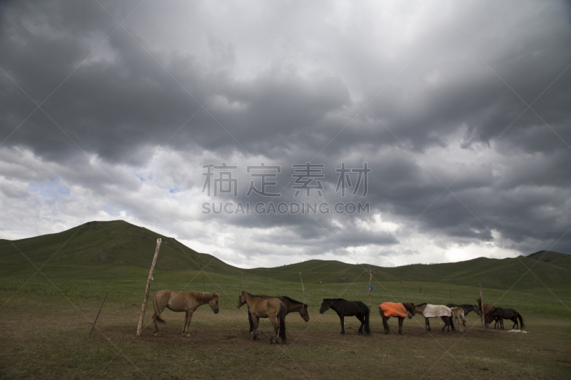 马,前面,蒙古,水平画幅,山,无人,夏天,户外,草,居住区