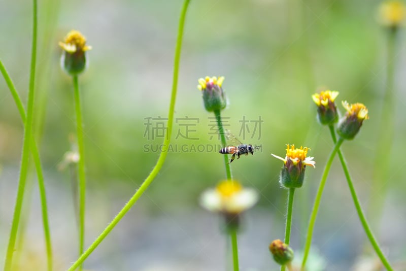 蜜蜂,杀虫剂,动物身体部位,夏天,两翼昆虫,农作物,白色,毛绒绒,花粉,草地