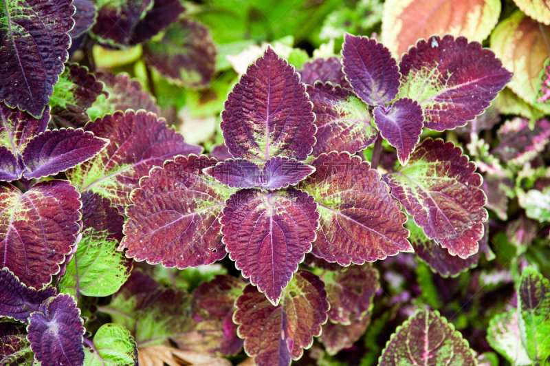 Coleus – Solenostemon scutellarioides