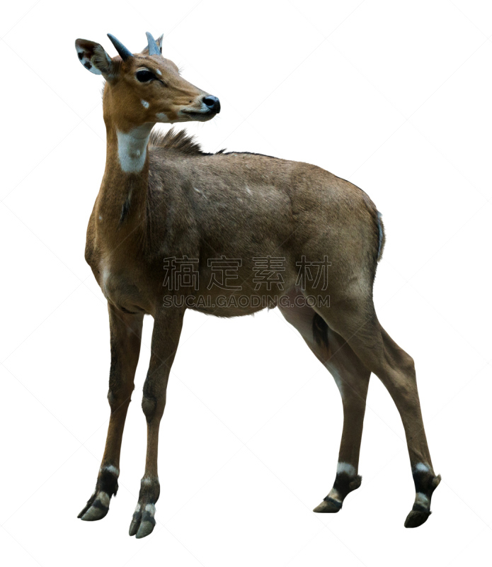 nilgai,塔尔羊,母鹿,自然,垂直画幅,雄鹿,野生动物,无人,全身像,白色背景