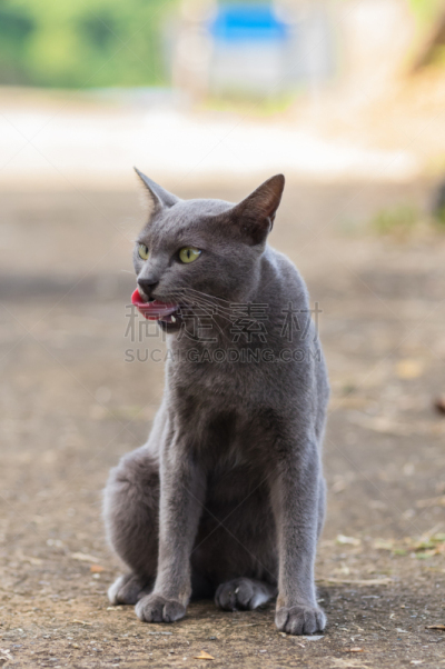 哺乳纲,猫,灰色,动物,概念,灰狐,三趾鸥,美洲山猫,山猫,猫食