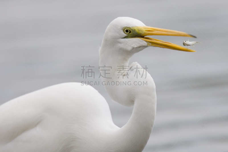 大白鹭,鱼类,四只动物,小的,自然,野生动物,水平画幅,白鹭,户外,佛罗里达