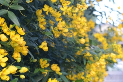 花朵,锡耶纳,自然,黄色,云实亚科,图像,美,叶子,春天,无人