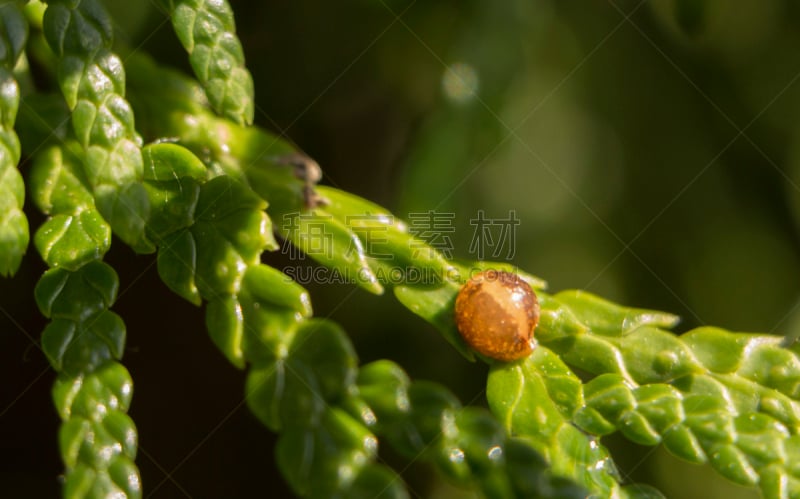 特写,昆虫,叶子,害虫,平衡折角灯,橡子拔克西木属,橡树啄木鸟,象鼻虫,加莱克斯草,橡果南瓜