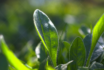 草,绿色,植物群,光亮,模板,小的,农场,园林,植物,木制