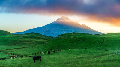 草,绿色,火山,新西兰,塔拉纳基山,松果,一只动物,在上面,天空,草坪