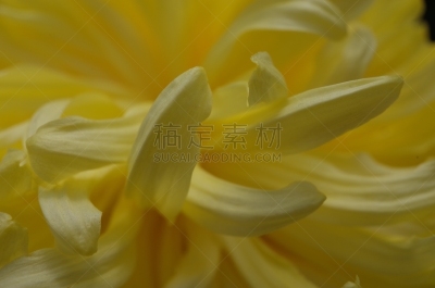 黄色,菊花,大特写,轻的,传统,清新,仅一朵花,枝繁叶茂,自然美,植物