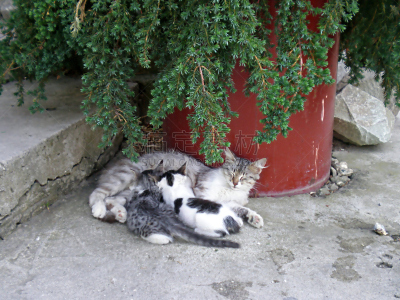 野生猫科动物,小猫,哺乳纲,水平画幅,猫,动物,户外,动物躯干,都市风景,摄影