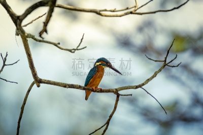 翠鸟,湖,调查员,高视角,野生动物,肖像,泰国,自然美,动物,鸟类