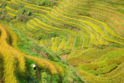 稻,梯田,龙脊梯田,美,水平画幅,枝繁叶茂,山,传统,户外,水稻梯田