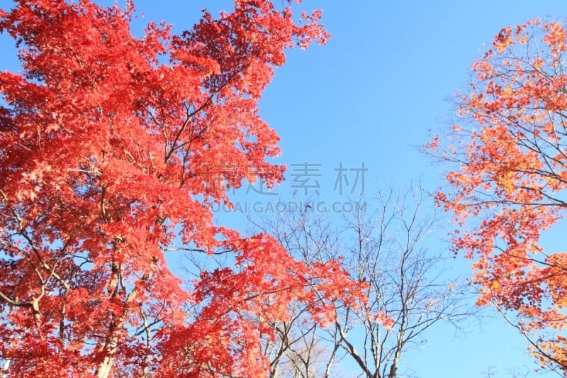 山梨县,叶子,秋天,日本,清里明良,苏格兰高地,巴岳山,休眠火山,银杏树,银杏