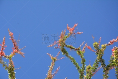 加利福尼亚,沙漠,居住区,国内著名景点,南加利福尼亚,仙人掌,春天,植物,自然荒野区,户外