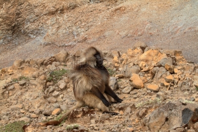 狮尾狒狒,塞米恩山脉,埃塞俄比亚,野生动物,水平画幅,无人,非洲,猴子,野外动物,户外