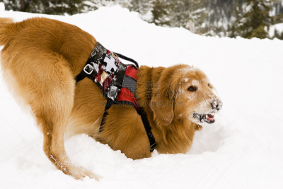 狗,滑雪区巡逻急救队,搜救犬,自然,纯种犬,水平画幅,受过训练的狗,雪,户外,金毛寻回犬
