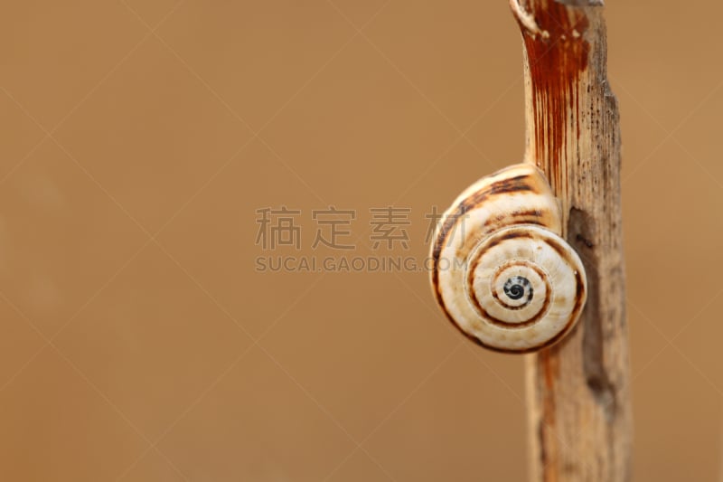 美,贺卡,留白,水平画幅,套色版,缓慢的,法式食品,时间,特写,爬行纲