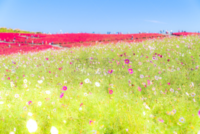 Kochia and cosmos filed Hitachi Ibaraki Japan