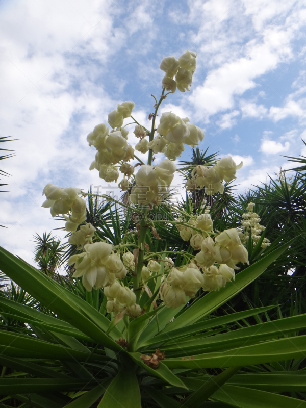 丝兰,枝,白色,带子,平坦的,垂直画幅,婴儿车,刚性,圆锥花序植物,图像