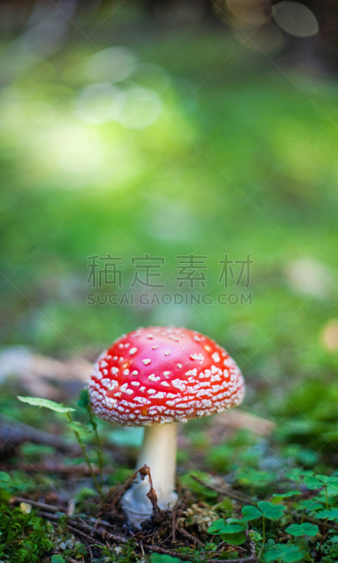 背景,大墙藓,毒蝇菇,绿色,生物学,食品,地板,环境保护,公园,植物