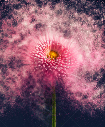 仅一朵花,慢镜头,自然,垂直画幅,汽车部件,绘画插图,玫瑰,拆毁的,特写,坏掉的