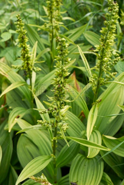 春侧金盏花,绿玉米百合,花序,自然,垂直画幅,草地,绿色,枝繁叶茂,无人,有毒生物体