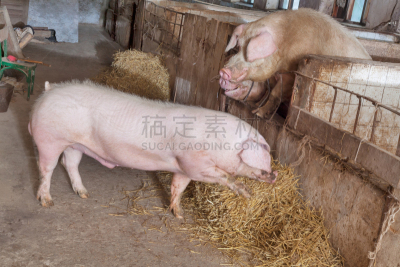 公猪,幼小动物,兰德瑞斯猪,后腿站立,猪舍,猪,家猪,水平画幅,谷仓,家畜