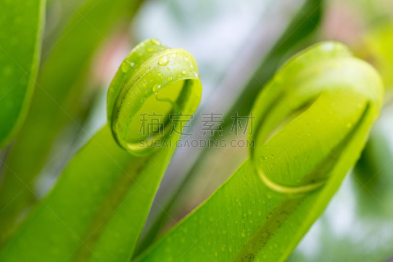 蕨类,mother fern,叶肉,复眼,附生植物,孢子,风管,轨道运行,复叶,美