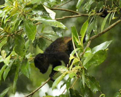猴子,湿,婴儿,吼猴,tortuguero national park,丛林索道,托尔图格诺,里蒙省,哥斯达黎加,加勒比海