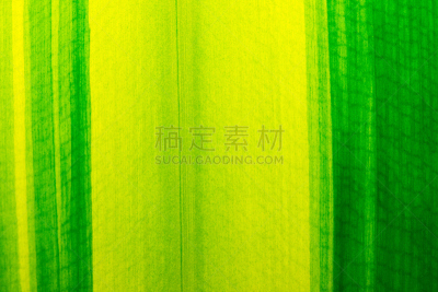 叶子,绿色,车前草树,生物课,香蕉树,叶绿素,光合作用,植物细胞,南美,水平画幅