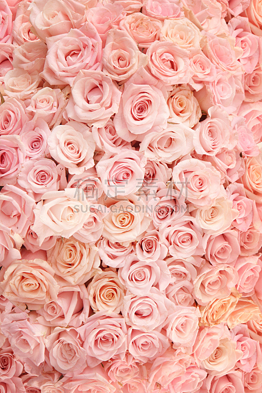 玫瑰,粉色,情人节,满画幅,垂直画幅,无人,浪漫,彩色图片,大量物体,背景