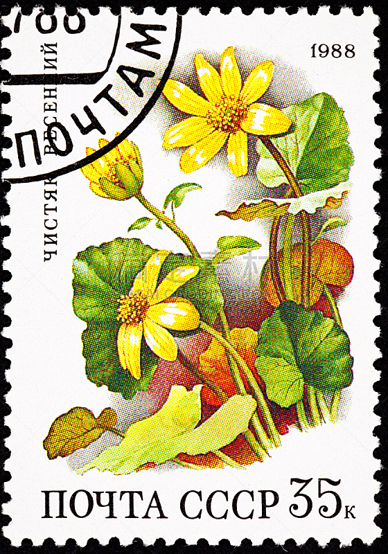 毛茛属植物,黄色,俄罗斯,白屈菜,小白屈菜,前苏联,毛莨属植物,背景分离,植物