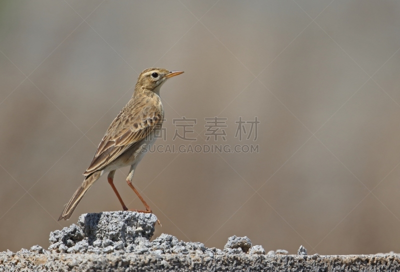 理查德三世,圣伯纳犬,麻雀,亚洲,自然,北戴河区,河北省,野生动物,图像,一只动物