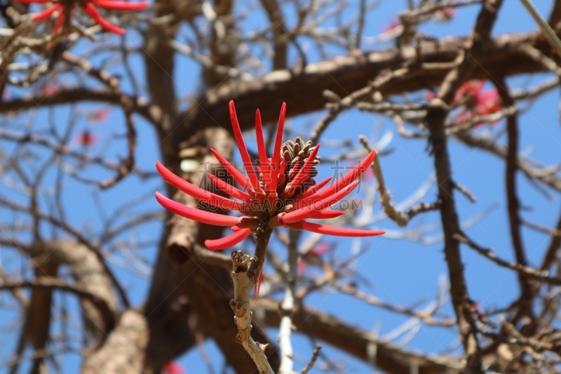 组图,珊瑚树花,枝状珊瑚,珊瑚树,苹果花,梅花,樱桃树,丰富,洛杉矶县,自然公园