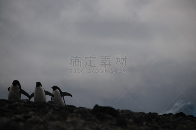 阿黛利企鹅,保利特岛,水平画幅,进行中,雪,南极半岛,鸟类,企鹅,户外,巴布亚企鹅